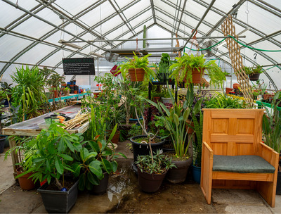 A small, vibrant greenhouse full of rich green plant life.