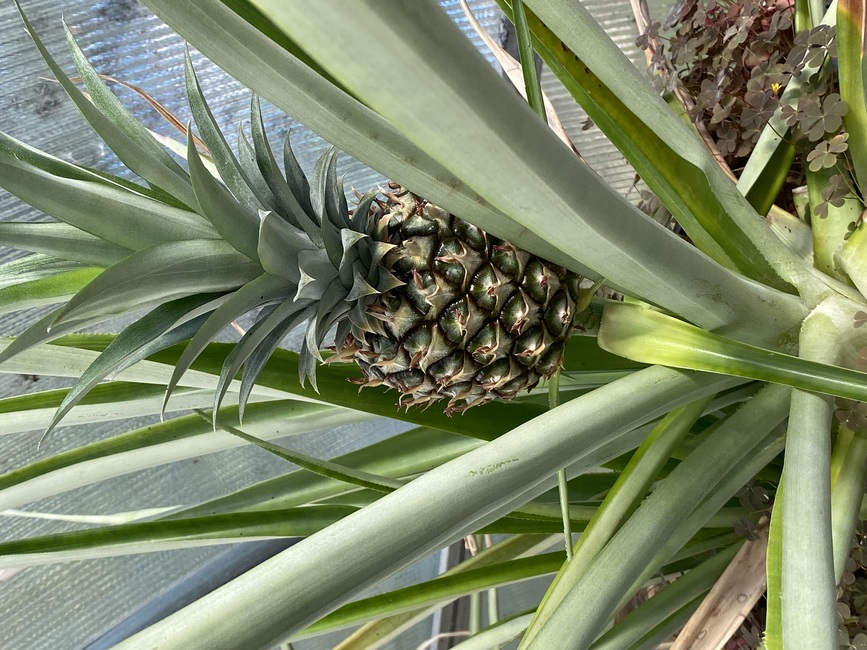 Even pineapples grow in the Brighton Park Greenhouse.